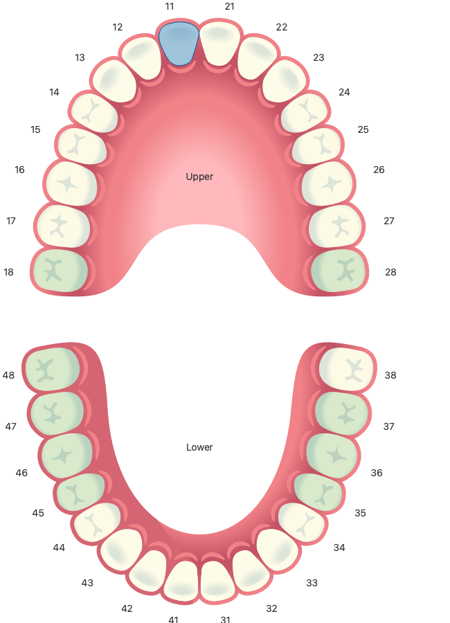 Dental meridian mapping diagram showing upper and lower teeth with numbered positions
